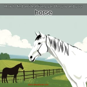 Read more about the article How to find an ideal livery yard for you and your horse