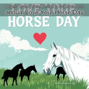 Read more about the article Angels Haven Horse Rescue in Grafton to host annual Love Your Horse Day